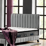 Alegra Set | Online Specijal